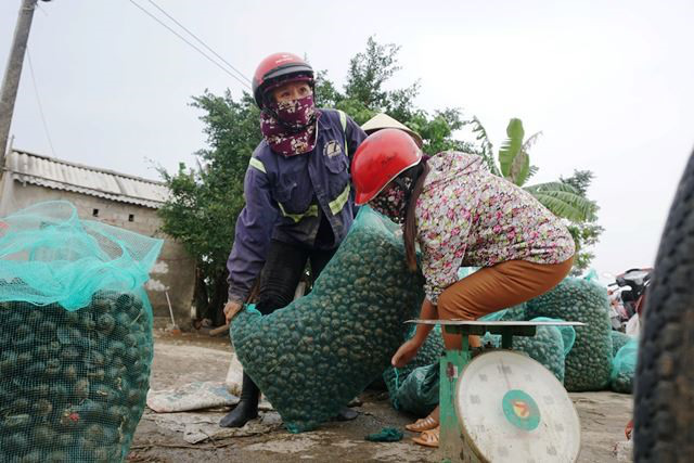 Hà Tĩnh: Thương lái thu mua hàng chục tấn ốc bươu vàng - Ảnh 5.