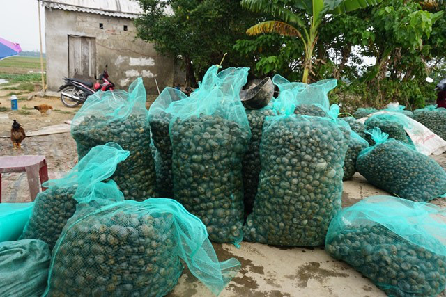 Hà Tĩnh: Thương lái thu mua hàng chục tấn ốc bươu vàng - Ảnh 6.