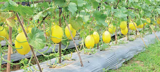 Câu chuyện đằng sau những trái dưa tiền tỉ của Nhật Bản: Căn nguyên từ tình yêu bất diệt của người trồng cây - Ảnh 6.