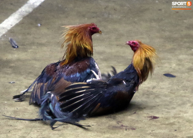 Đá gà, chọi gà: Chiêm ngưỡng vẻ đẹp của môn thể thao quốc dân 6.000 năm tuổi tại Philippines - Ảnh 21.