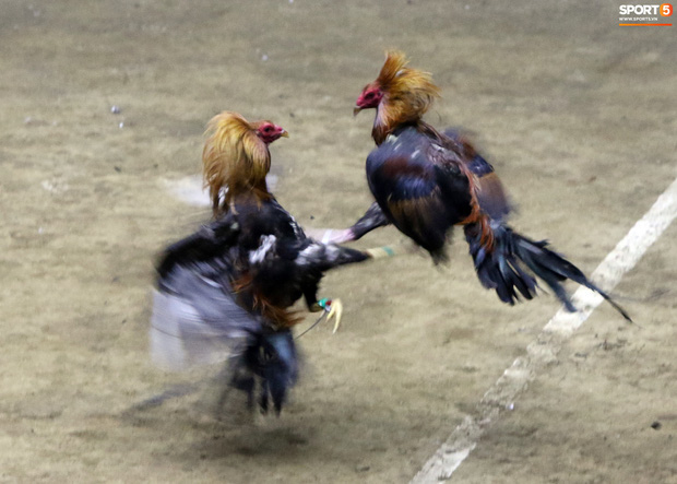 Đá gà, chọi gà: Chiêm ngưỡng vẻ đẹp của môn thể thao quốc dân 6.000 năm tuổi tại Philippines - Ảnh 3.