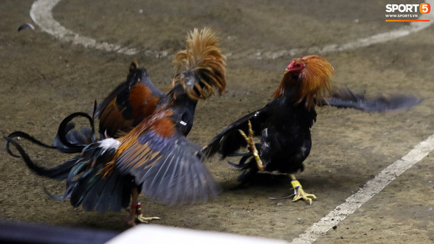 Đá gà, chọi gà: Chiêm ngưỡng vẻ đẹp của môn thể thao quốc dân 6.000 năm tuổi tại Philippines - Ảnh 25.