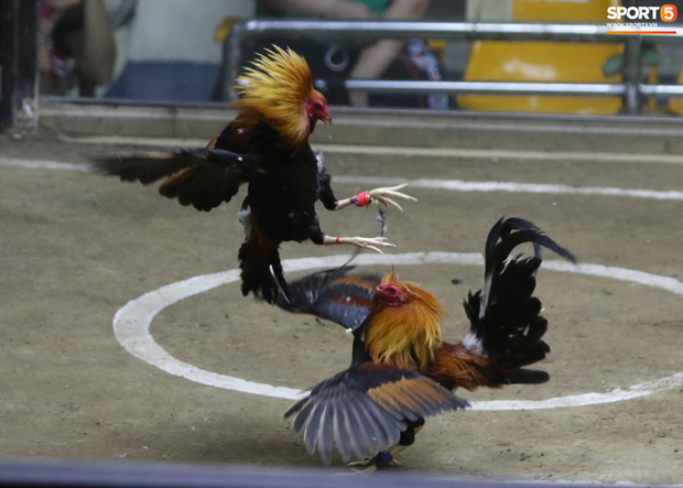 Đá gà, chọi gà: Chiêm ngưỡng vẻ đẹp của môn thể thao quốc dân 6.000 năm tuổi tại Philippines - Ảnh 7.