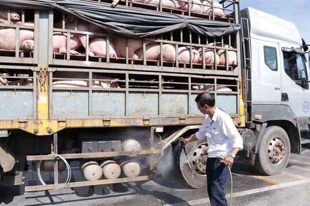 Ngăn chặn tình trạng buôn lợn qua biên giới Việt - Lào - Ảnh 1.