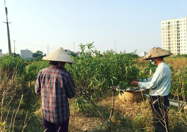 Cả vạn gốc đào chết khô, Hà Thành khóc ròng mùa Tết trắng tay - Ảnh 5.