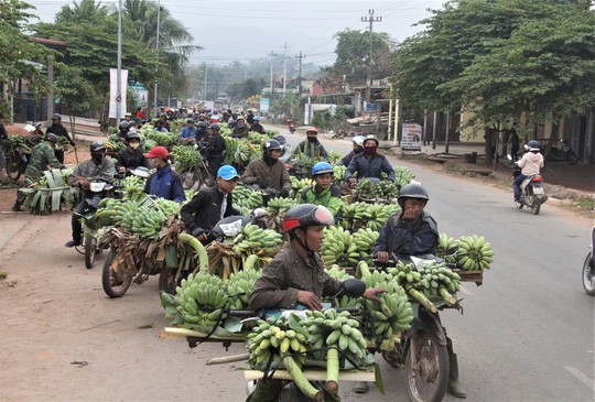 Nhộn nhịp chợ chuối vùng biên lớn nhất Quảng Trị - Ảnh 1. Nhộn nhịp chợ chuối vùng biên lớn nhất Quảng Trị - Ảnh 1.