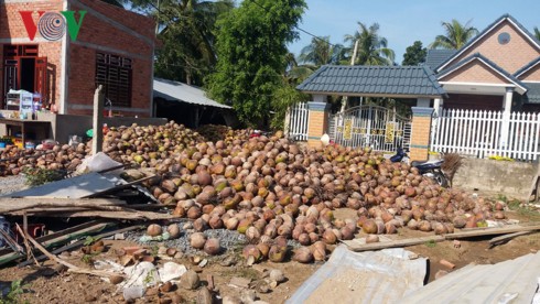 Giá trái dừa khô ở Bến Tre tiếp tục “lao dốc” - Ảnh 1.