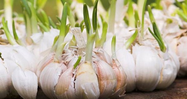  Sau Tết đừng tiếc rẻ những thực phẩm này vì rất độc hại, tuyệt đối đừng ăn - Ảnh 2.