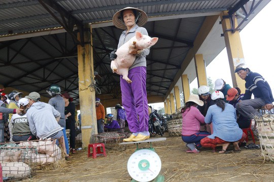  Nghề độc ở chợ heo lớn nhất Quảng Nam  - Ảnh 15.