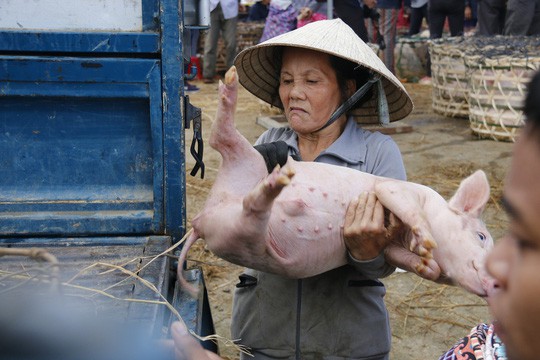 Nghề độc ở chợ heo lớn nhất Quảng Nam  - Ảnh 17.