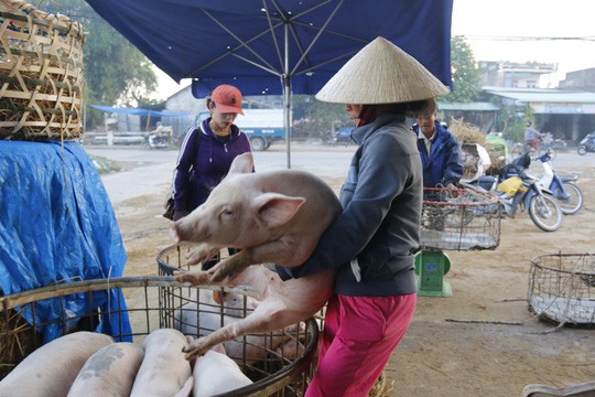  Nghề độc ở chợ heo lớn nhất Quảng Nam  - Ảnh 28.