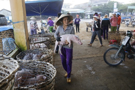  Nghề độc ở chợ heo lớn nhất Quảng Nam  - Ảnh 9.