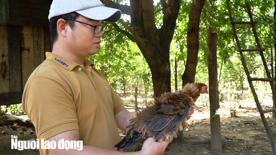  Kỳ lạ giống gà lông ngược, chỉ nuôi chứ không bán  - Ảnh 8.