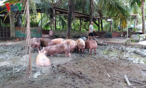 Nông dân Tiền Giang bán chạy lợn để “né” dịch tả Châu Phi - Ảnh 2.