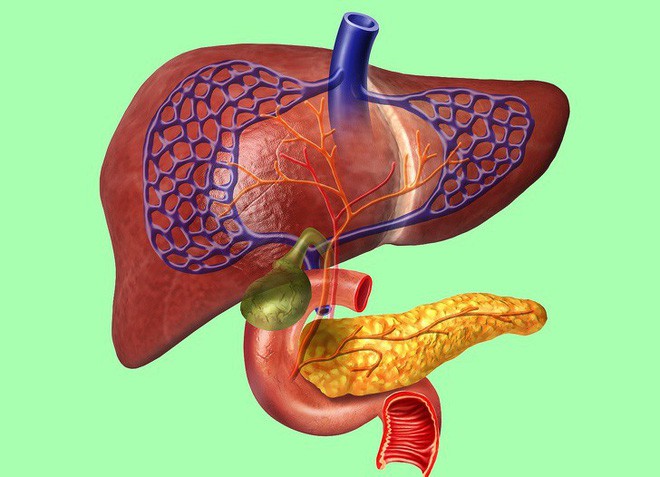 Ai quan tâm đến sức khoẻ tim, gan, phổi, thận cần phải biết điều này - Ảnh 1. Ai quan tâm đến sức khoẻ tim, gan, phổi, thận cần phải biết điều này - Ảnh 1.