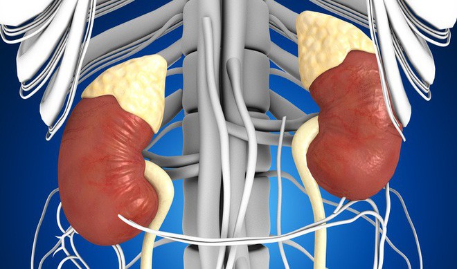 Ai quan tâm đến sức khoẻ tim, gan, phổi, thận cần phải biết điều này - Ảnh 3. Ai quan tâm đến sức khoẻ tim, gan, phổi, thận cần phải biết điều này - Ảnh 3.