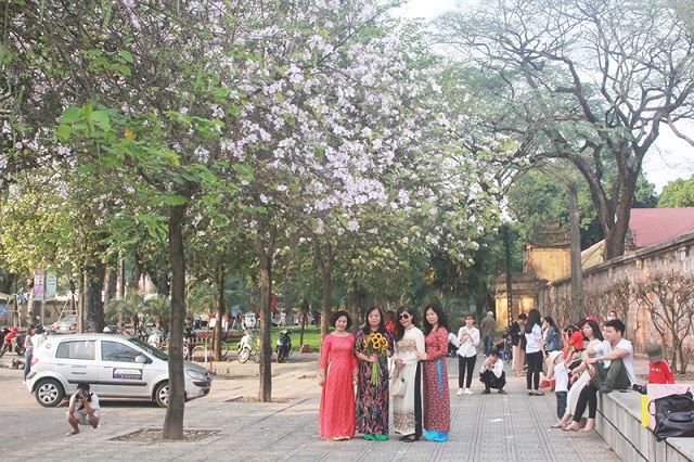 Ngắm hoa ban khoe sắc khắp phố phường Hà Nội - Ảnh 7.