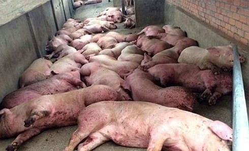 Dịch tả lợn Châu Phi lây lan qua 17 tỉnh, tiêu hủy hơn 23.000 con lợn - Ảnh 1.