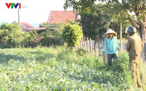 Phú Yên: Nông dân thu hoạch dưa phải “làm luật” - Ảnh 1.