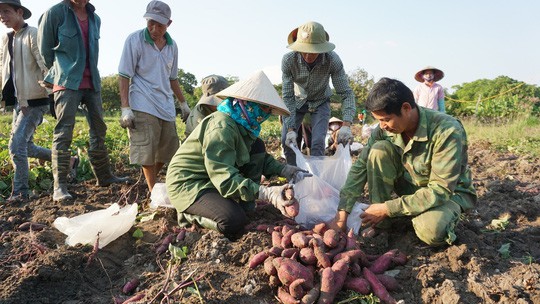 Lập chiến dịch giải cứu khoai lang giúp nông dân Gia Lai - Ảnh 4.