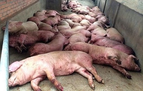 Dịch tả lợn châu Phi lây lan: Bộ NN kêu gọi đừng quay lưng với thịt lợn - Ảnh 1.