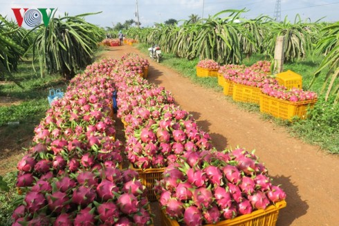 Nông dân choáng váng vì thanh long rớt giá trong khi giá điện tăng - Ảnh 1.