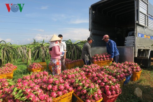 Nông dân choáng váng vì thanh long rớt giá trong khi giá điện tăng - Ảnh 2.