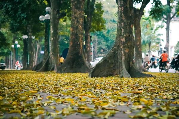Đẹp ngỡ ngàng mùa sấu thay lá đổ vàng rực cả con đường lãng mạn nhất Hà Nội - Ảnh 5.