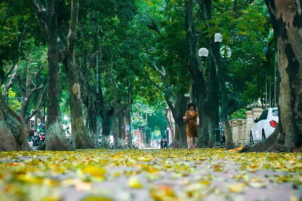 Đẹp ngỡ ngàng mùa sấu thay lá đổ vàng rực cả con đường lãng mạn nhất Hà Nội - Ảnh 9.