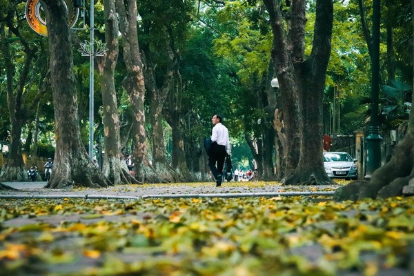 Đẹp ngỡ ngàng mùa sấu thay lá đổ vàng rực cả con đường lãng mạn nhất Hà Nội - Ảnh 10.