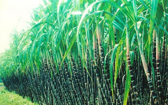Thành Thành Công Biên Hòa (SBT) thông qua phương án phát hành 500 tỷ đồng trái phiếu không chuyển đổi