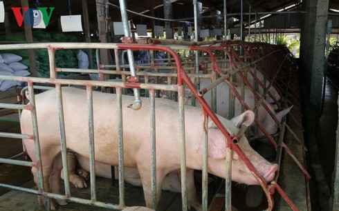 Giá thịt lợn hơi đang tăng, 3 tỉnh thành đủ điều kiện công bố hết dịch - Ảnh 1.