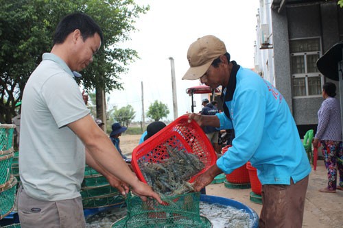  Ra mắt sàn giao dịch tôm đầu tiên ở Việt Nam  - Ảnh 1.