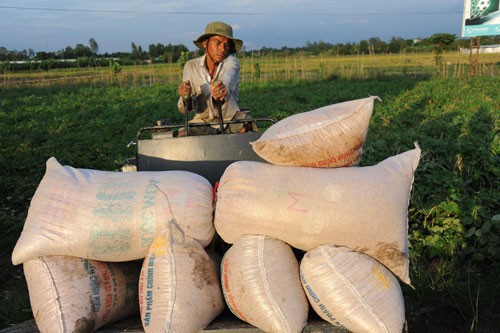 Nghẽn đường xuất khẩu gạo sang Trung Quốc - Ảnh 1.
