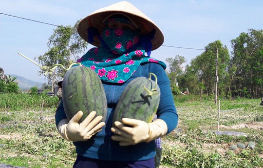 Sau giải cứu, nông dân Quảng Ngãi lãi khủng với dưa hấu - Ảnh 2.