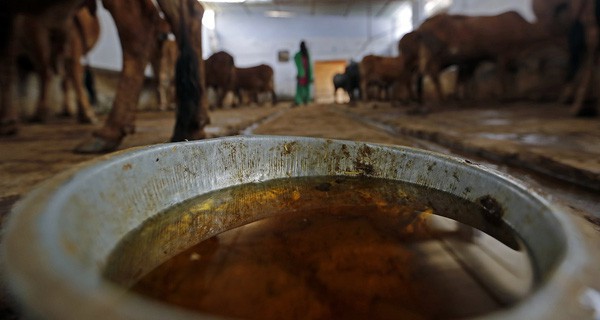 Đại chiến thần bò tại Ấn Độ: Khi nước tiểu bò đắt giá hơn cả sữa - Ảnh 7.