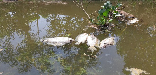 Cá chết nổi đầy sông Bàn Thạch - Ảnh 1.