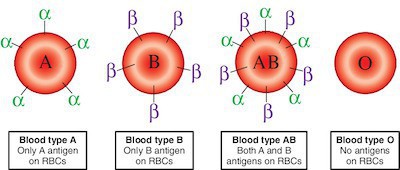 Vi khuẩn trong ruột người có thể biến máu nhóm A thành nhóm O: Tại sao đây là một đột phá quan trọng? - Ảnh 2.