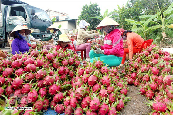  Ngành sản xuất cây ăn trái trước thách thức lớn - Ảnh 1.