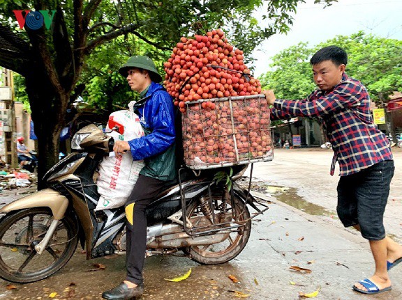 Doanh thu vải thiều Lục Ngạn phá vỡ mốc kỷ lục hơn 60 năm qua - Ảnh 2.