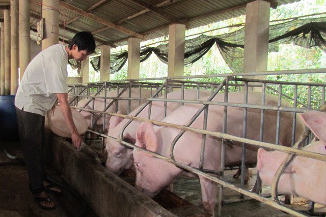 Lợn chết 3,3 triệu con giá vẫn giảm mạnh, dân 2 lần lỗ đau - Ảnh 1.