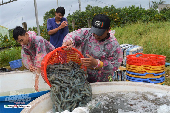  Giá tôm nguyên liệu giảm mạnh - Ảnh 1.