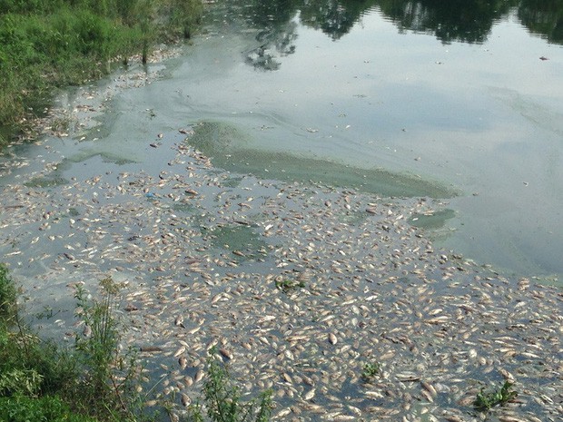Nguyên nhân cá chết hàng loạt nổi trắng hồ Yên Sở ở Hà Nội - Ảnh 1.