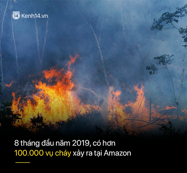 8 tháng 100.000 vụ cháy, thảm họa tầm cỡ địa cầu: Đây là tình hình cháy rừng đang diễn ra tại Amazon vào lúc này - Ảnh 4.