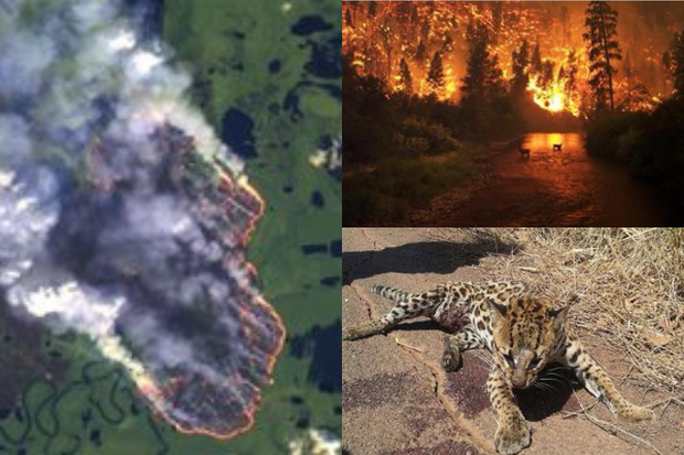 Loạt ảnh gây sốc về rừng Amazon bùng cháy với tốc độ kỷ lục: Khói có thể nhìn thấy từ ngoài không gian, các thành phố bị bao phủ mù mịt như tận thế - Ảnh 21.