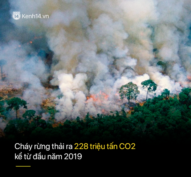 8 tháng 100.000 vụ cháy, thảm họa tầm cỡ địa cầu: Đây là tình hình cháy rừng đang diễn ra tại Amazon vào lúc này - Ảnh 5.