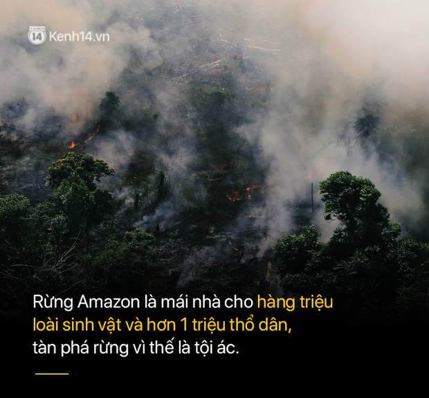 8 tháng 100.000 vụ cháy, thảm họa tầm cỡ địa cầu: Đây là tình hình cháy rừng đang diễn ra tại Amazon vào lúc này - Ảnh 9.