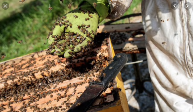 Hơn NỬA TỶ con ong đã chết rụng xác ở Brazil: Bi kịch thực sự của loài ong, sắp bước vào giai đoạn tuyệt chủng - Ảnh 2.