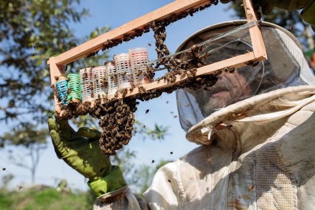 Hơn NỬA TỶ con ong đã chết rụng xác ở Brazil: Bi kịch thực sự của loài ong, sắp bước vào giai đoạn tuyệt chủng - Ảnh 3.