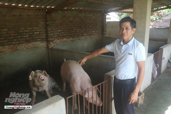 Một thôn có 20 hộ nuôi lợn vượt qua bão dịch - Ảnh 1.